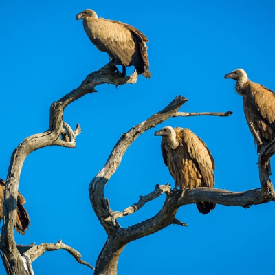 Vultures – hunters or the hunted?